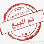 دجاج بلدي