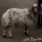 الرفايع بالجمش