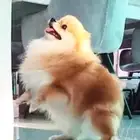 كلب بوميرينيان انثى 4 سنوات