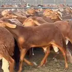 مزرعة للإيجار مكة المكرمة جنوب خط الخواجه