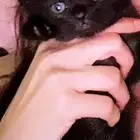 قطه سكوتش ستريت