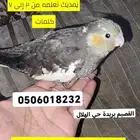 تم البيع فرخ كروان غر يمديك تدربه على حركة