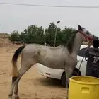 حصان شعبي