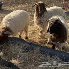 يوجد ثلاث خرفان ذبايح وطيبات للبيع اعمارها صغار