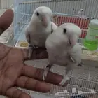 جوز روز مع القفص