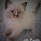 للبيع 3 قطط كيتن