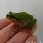 ضفدع ضفادع وعلجوم