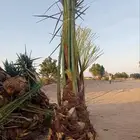 نخيل مثمر لبيع بسعر مناسب لمشتري ع شرط وضمان