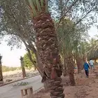 زراعة نخيل واشجار بريه   زراعة القصور والفلل