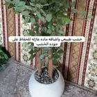 شجر صناعي بجذع طبيعي