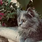 قطه شيرازيه للتبني