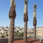 يوجد لدينا جميع انواع النخل العربي والوشنطني لتواصل053287568