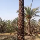 توريد  النخل  العربي  والنخل  الامريكي  واشنطن نخل