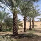 السلام عليكم ورحمة الله وبركاتة