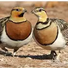 جوزين قطا نغاق للبيع (تم البيع)