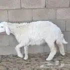 رخلة حرية فل شحم ولحم مقفلة