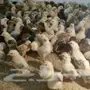 صوص بلدي للبيع 