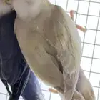 انثى روز للانتاج