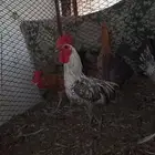 النوع   ديكه