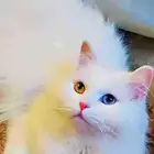 السلام عليكم بستي ضاعت من يجدها يتواصل معي