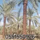 توريد النخيل البلدي والوشنطنيأ مع التركيب وشبوك المزارع