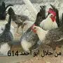 بيض فيومي مصري مخصب سلالة نقيه