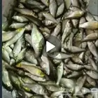 سمك حي سمك بلطي سمك كارب سمك صغير سمك كبسر