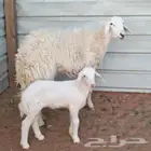 تم البيع حريات ثنايا حرش متابيع معهن خرفان2