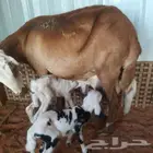 تم البيع شاه سواكنيه رغوث معها توم طليان