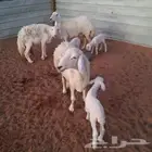 تم البيع حريات متابيع 3 معهن 3