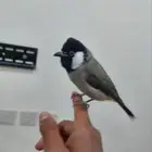 بلبول حساوي للبيع