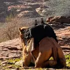 مطلوب جمل مادوب يقبل عروض