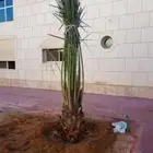يوجد لدنيا نخل وشنطني وسرو إيطالي وسيكس