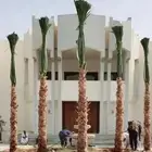 نخل وشنطني واشنطونيا امريكي