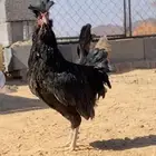 ديك نوع نادر