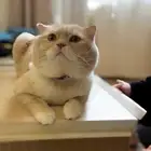 سكوتش فولد