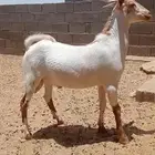 تيس محايلي عارضي سمان يوجدحسب الطلب ذبح وتوصيل