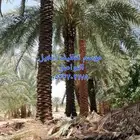 ابوعمارلتفخاط النخيل وتقليم العنب وقلع الفسايل وغرسها