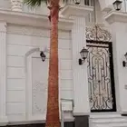 نخل واشنطن زينه امريكي ابو مروحه