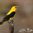 صفار هجرة
