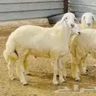 طليان حريه