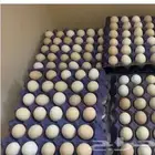 يوجد بيض بلدي مائده البيع 20