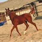 مهرة شعبية للبيع