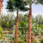 نخيل واشنطنيا زينه امريكي