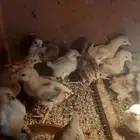 صوص دجاج بلدي جامبو ( غير متوفر حاليا )