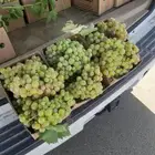 عنب ابيض رازقي واسود امريكي