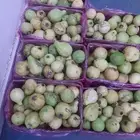 جوافه بلدي للبيع