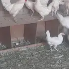دجاج بلدي ابيض صك