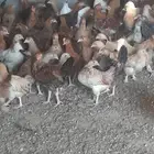 صوص دجاج عربي للبيع