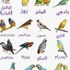 استقبل جميع أنواع الطيور للتبني